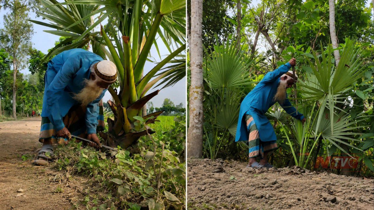 ঠাকুরগাঁওয়ে একাই ৫২ হাজার তালগাছ লাগিয়েছেন খোরশেদ আলী