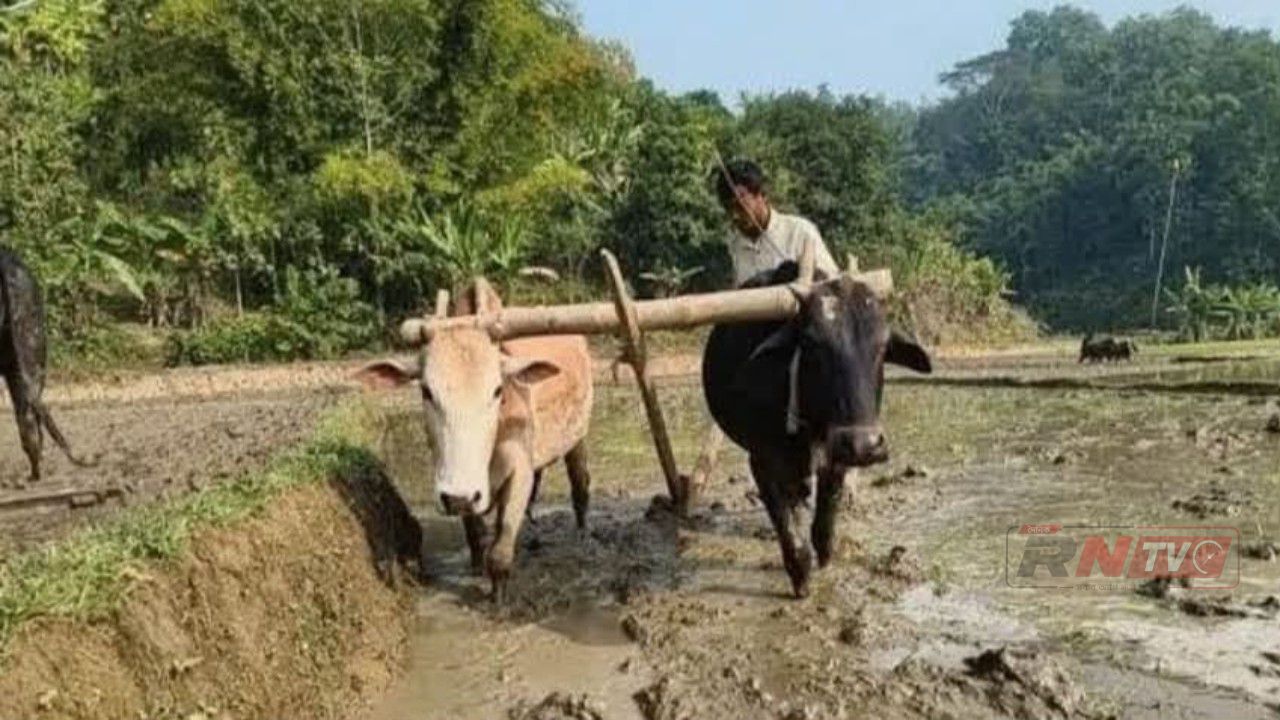 আকস্মিক বন্যায় কৃষকের স্বপ্ন মূহুর্তেই তছনছ