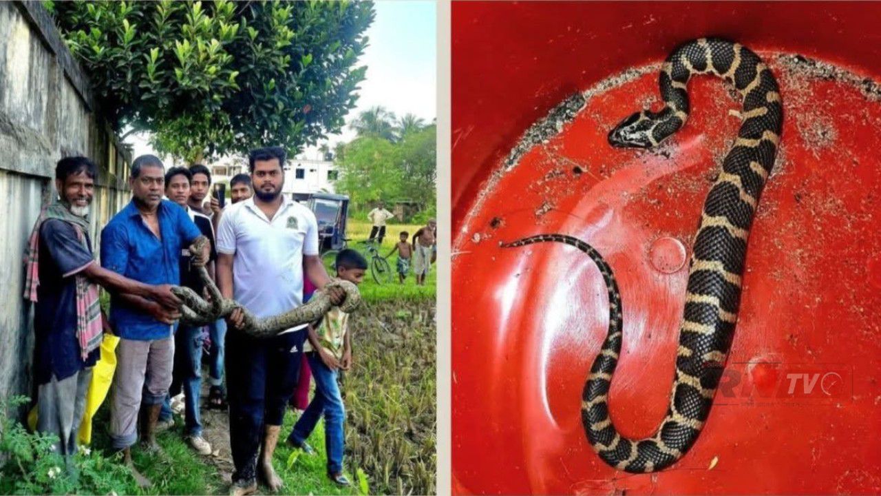 শ্রীমঙ্গলে বিরল প্রজাতির সাপের দেখা মিললো