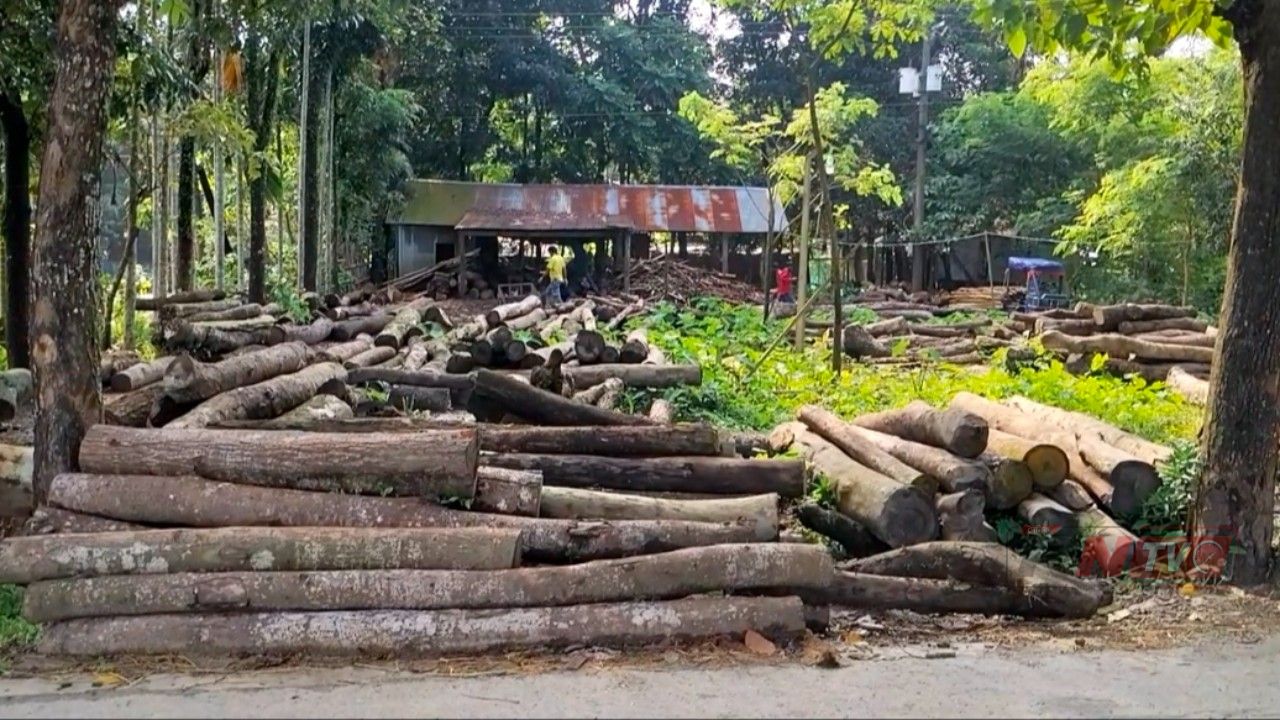 নেই অনুমোদন,সুনামগঞ্জের মঙ্গলকাটায় নিষেধাজ্ঞা অমান্য করে স মিল চালাচ্ছেন মিল মালিক আব্দুস সামাল