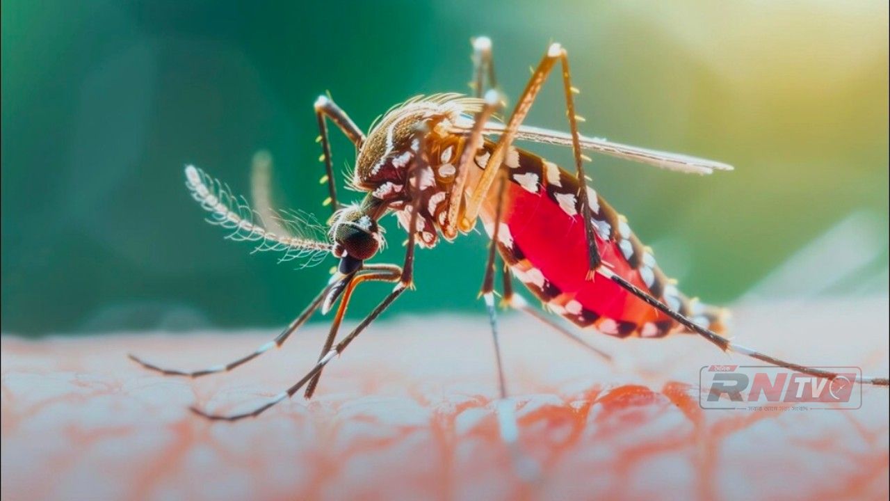 ডেঙ্গু রোগী  ২৪ ঘণ্টায় ৩৩  শনাক্ত,হাসপাতালে ভর্তি ৮০