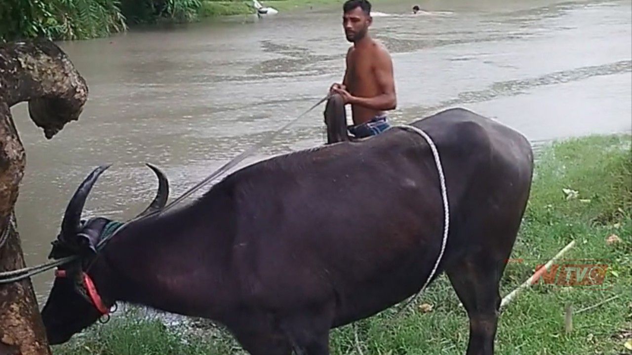দেবহাটায় মহিষের আক্রমণে ৩ বছরের শিশুসহ আহত ৭ 