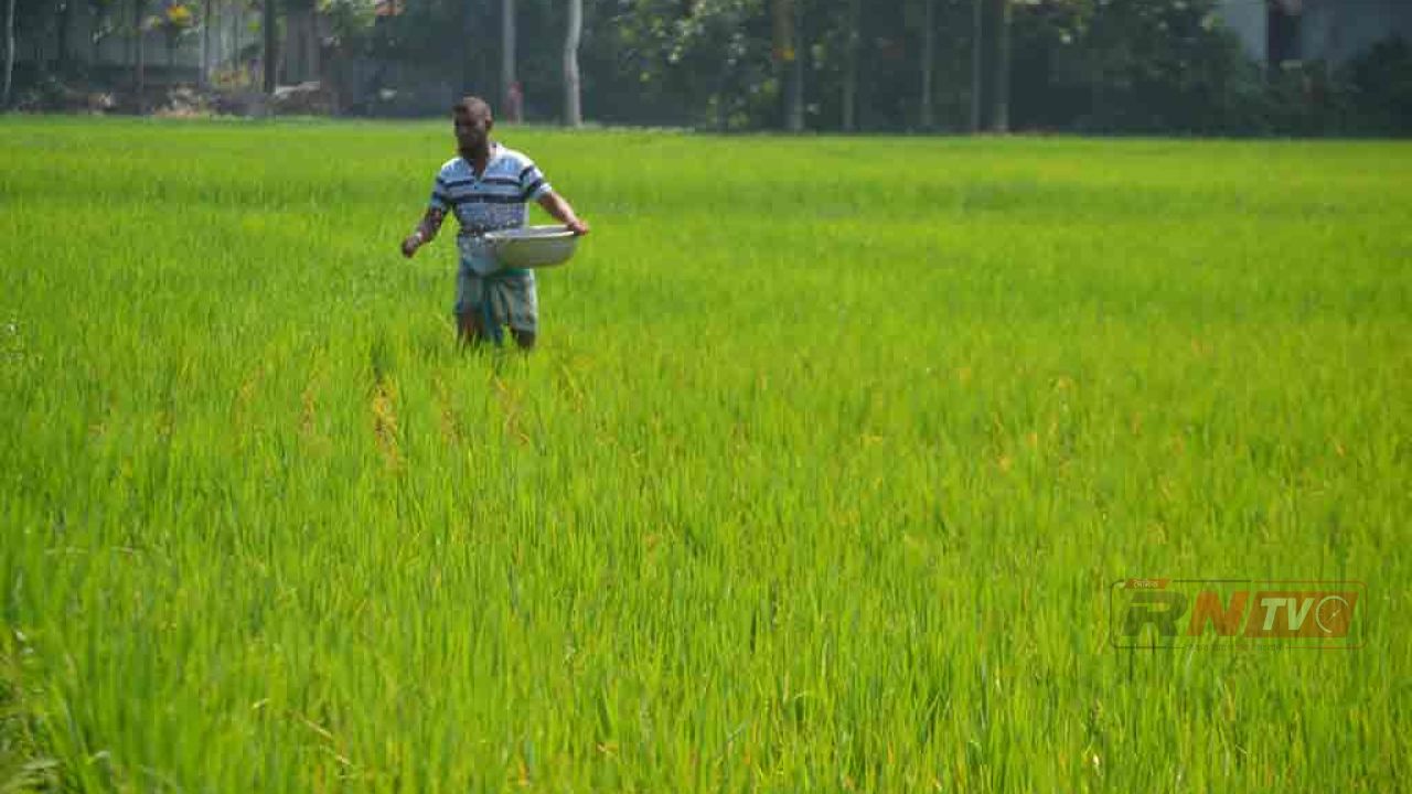 অতিরিক্ত ১ হাজার টন সার বরাদ্দ পেল কুড়িগ্রাম, বিগত ৫ বছরে সর্বোচ্চ