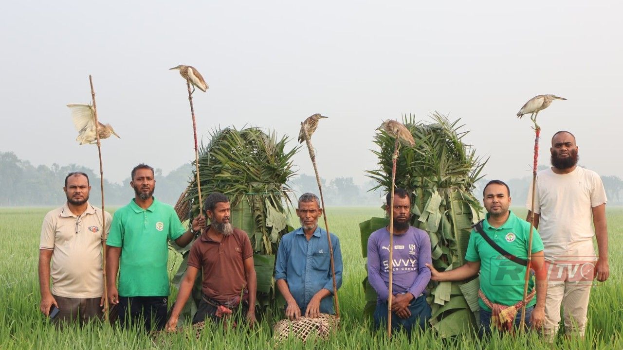 চলনবিলে ৫০ বক উদ্ধার, ৩ শিকারির জেল-জরিমানা